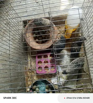 King Quail with Eggs