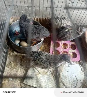 King Quail with Eggs