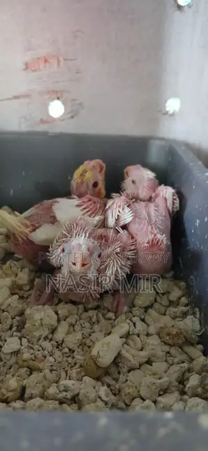 Three pairs of running Albino Cockatiels