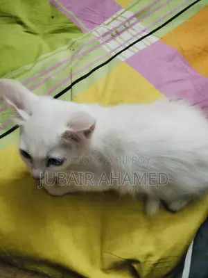Mixed Cat