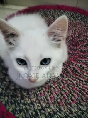 Mixed Cat