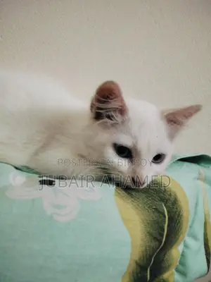 Mixed Cat