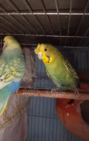 বাজরিগার পাখির জোড়া বাজিগর