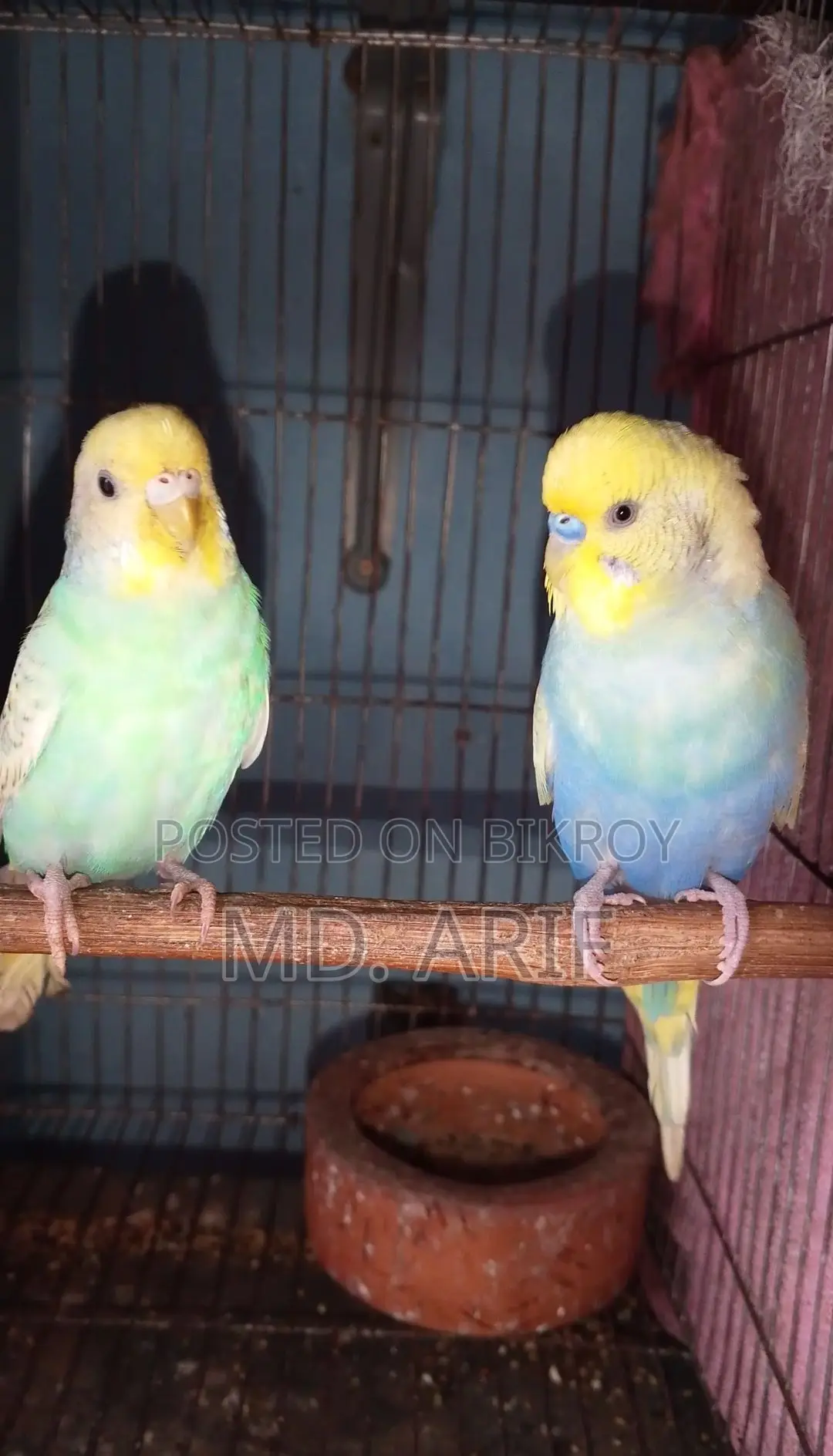 বাজরিগার পাখির জোড়া বাজিগর