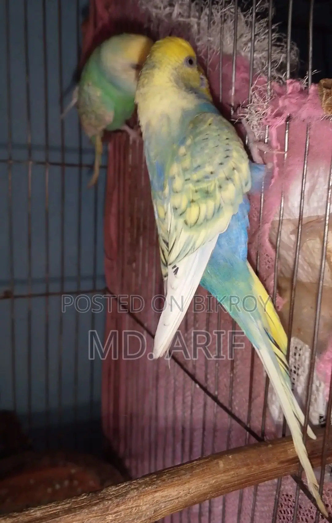 বাজরিগার পাখির জোড়া বাজিগর
