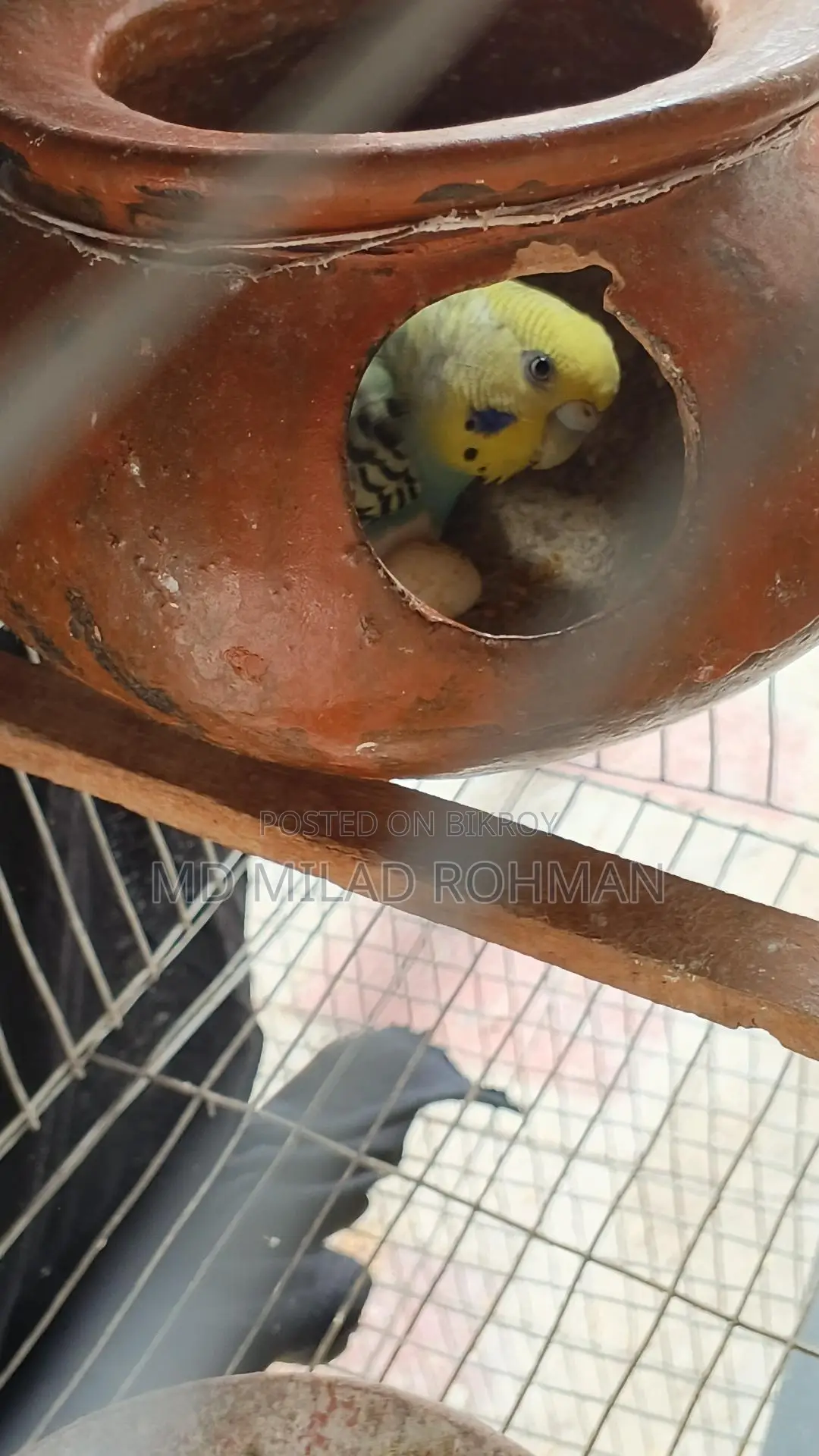 Budgerigar Bird