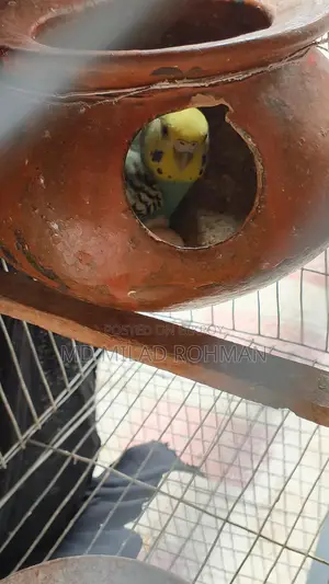Budgerigar Bird
