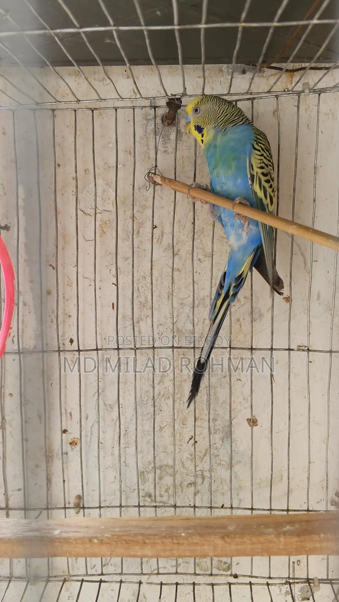 Budgerigar Bird