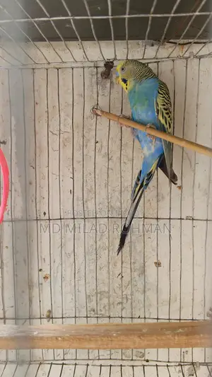Budgerigar Bird
