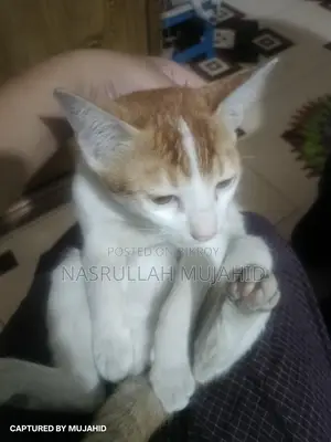 Four-month-old mixed breed Deshi kitten for sale.