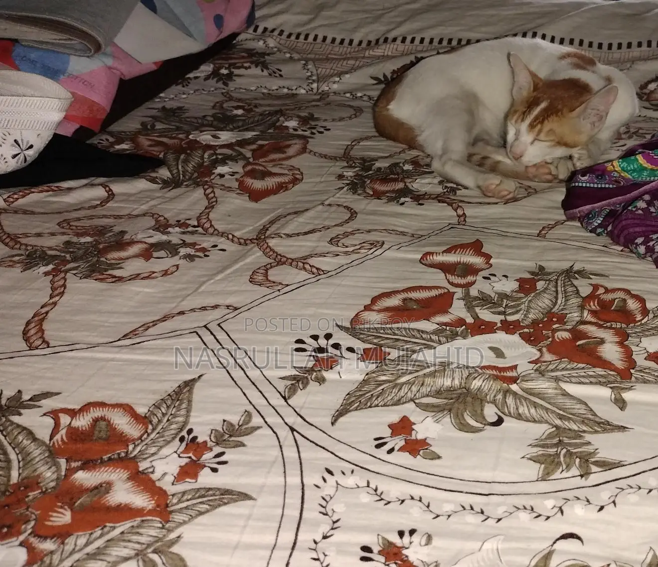 Four-month-old mixed breed Deshi kitten for sale.