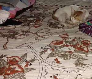 Four-month-old mixed breed Deshi kitten for sale.