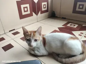 Four-month-old mixed breed Deshi kitten for sale.