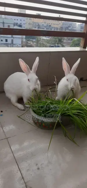 Healthy and Beautiful Calm Animal