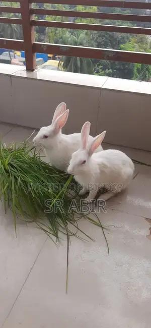 Healthy and Beautiful Calm Animal