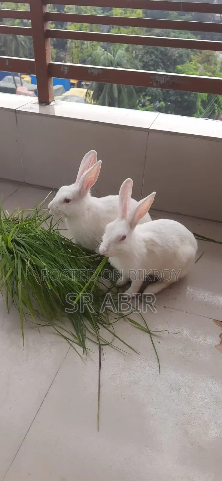 Healthy and Beautiful Calm Animal