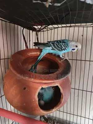 13 Ps Budgerigar Birds