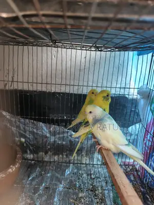 13 Ps Budgerigar Birds