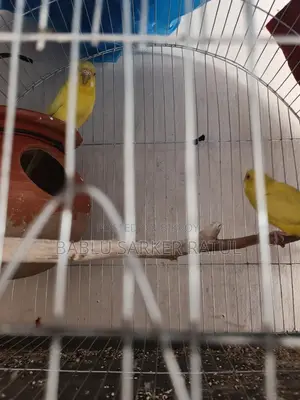 13 Ps Budgerigar Birds