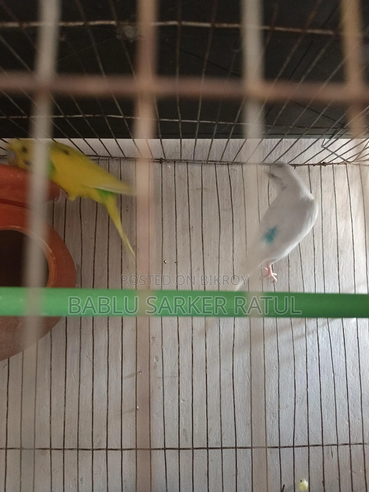 13 Ps Budgerigar Birds