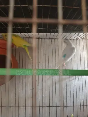 13 Ps Budgerigar Birds