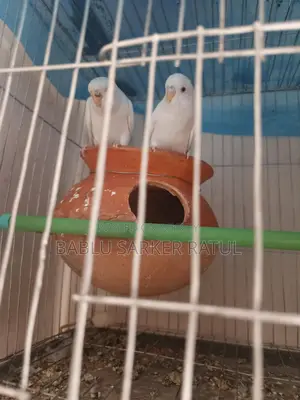 13 Ps Budgerigar Birds