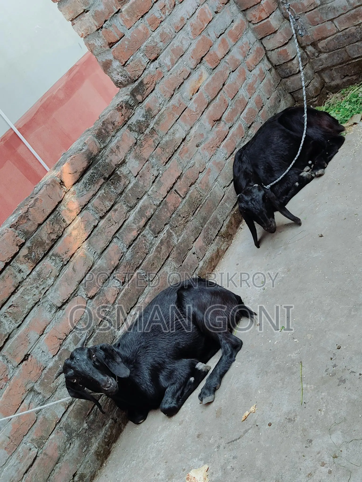 Local Goat (Desi Kashi)