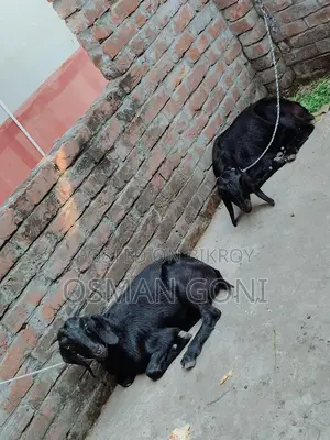 Local Goat (Desi Kashi)