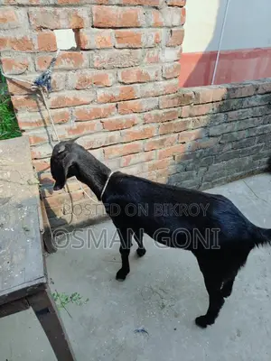 Local Goat (Desi Kashi)