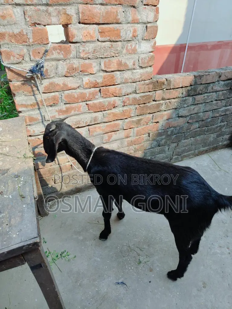 Local Goat (Desi Kashi)