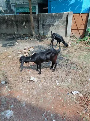 Local Goat (Desi Kashi)