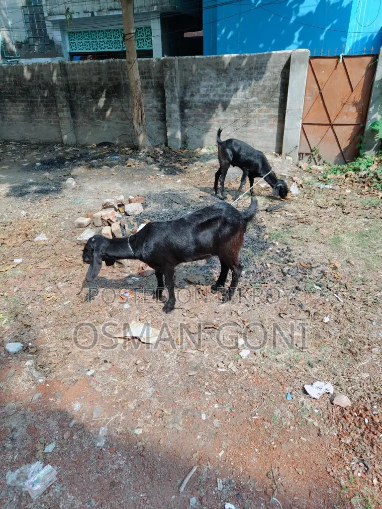 Local Goat (Desi Kashi)