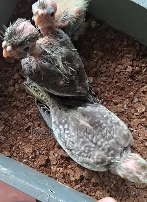 Cockatiel Baby