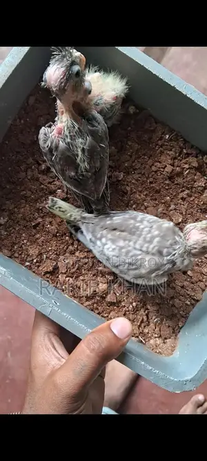 Cockatiel Baby