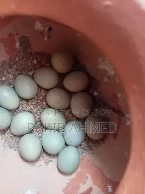 কিং কোয়েলের বাচ্চা ও বিজ ডিম