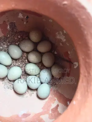 কিং কোয়েলের বাচ্চা ও বিজ ডিম