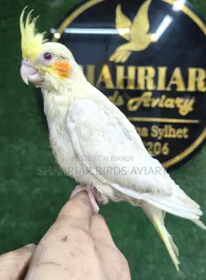 Lutino Cockatiel Baby