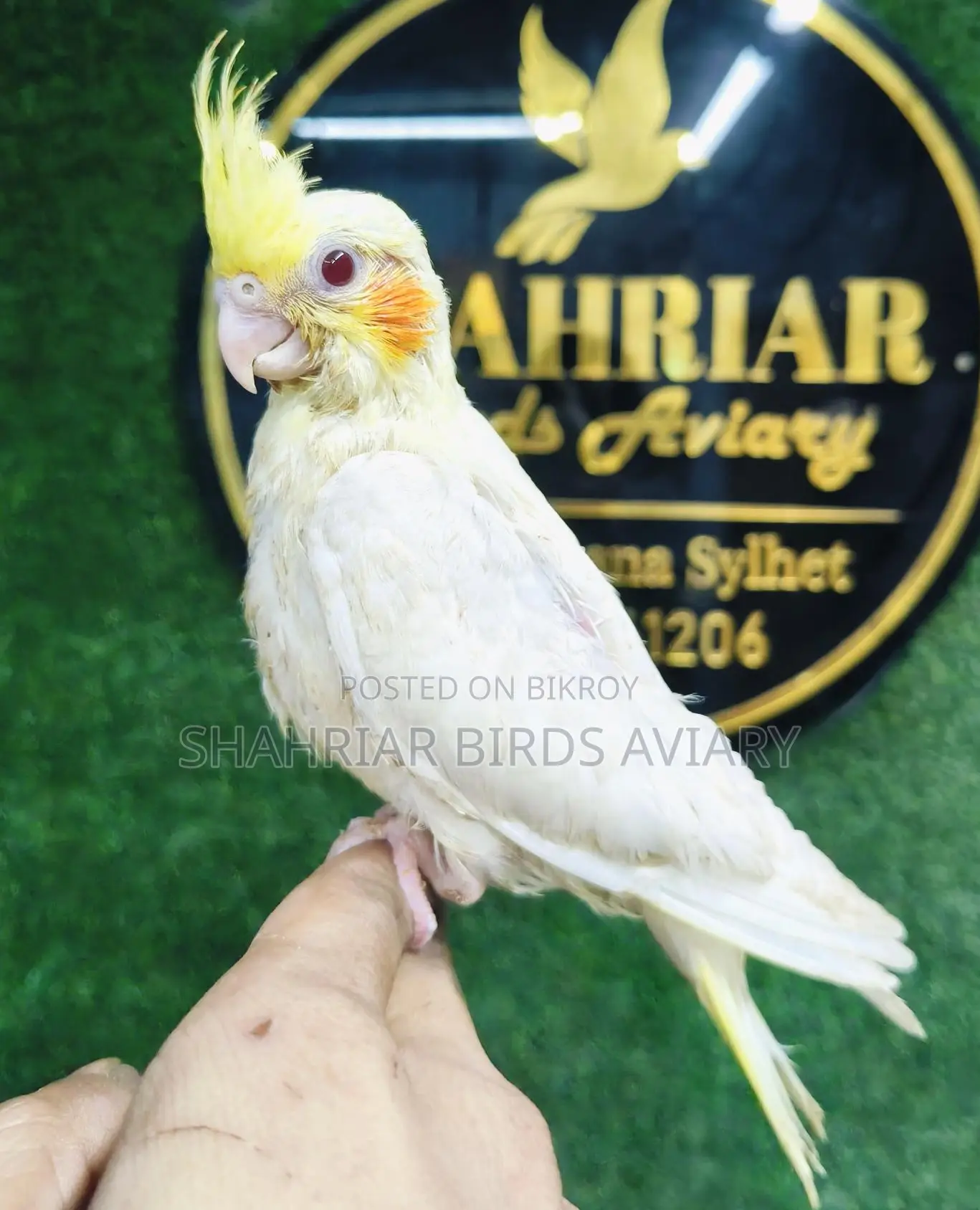 Lutino Cockatiel Baby