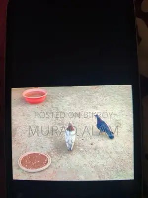 Running, New Adult Giribaz, and Ghiyachuni Pigeons for Sale.