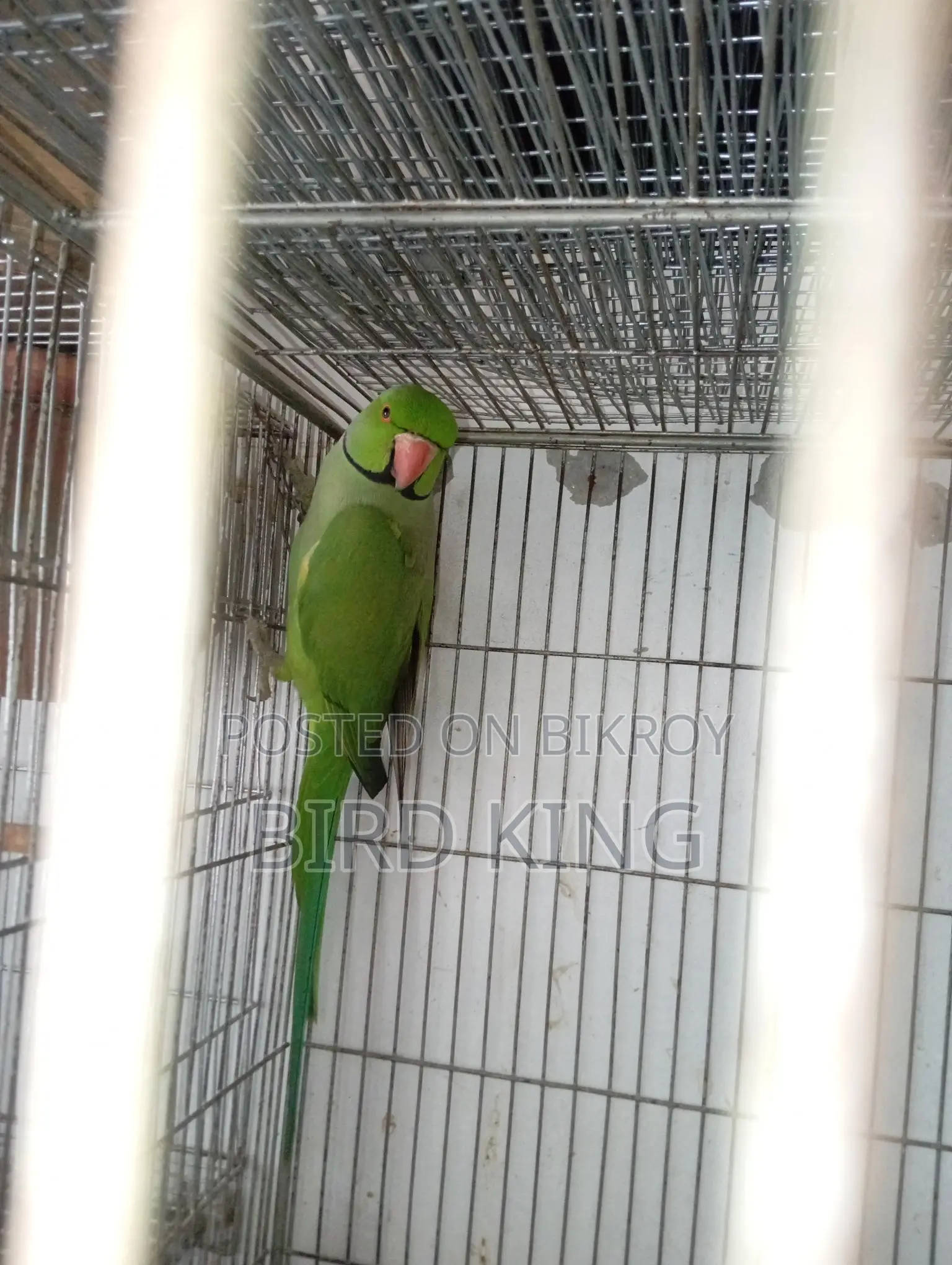 Indian Ring Neck Parakeet