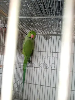 Indian Ring Neck Parakeet