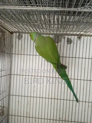 Indian Ring Neck Parakeet