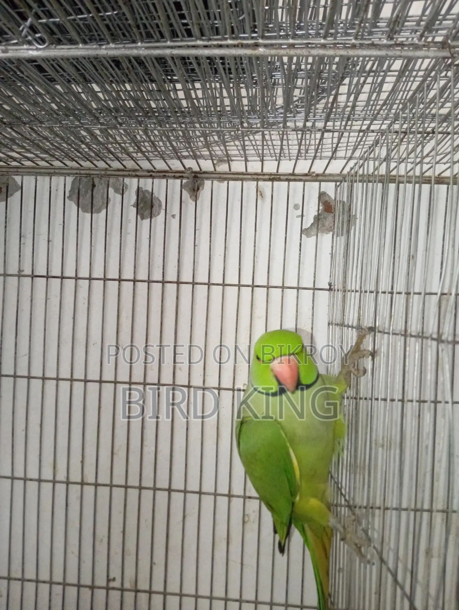 Indian Ring Neck Parakeet