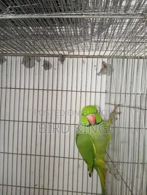 Indian Ring Neck Parakeet