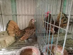 গোল্ডেন সেবরাইট নিউ রানিং