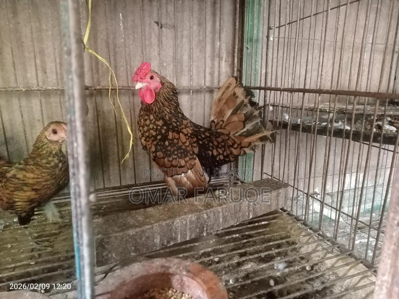 গোল্ডেন সেবরাইট নিউ রানিং