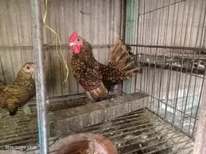 গোল্ডেন সেবরাইট নিউ রানিং