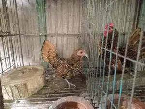 গোল্ডেন সেবরাইট নিউ রানিং