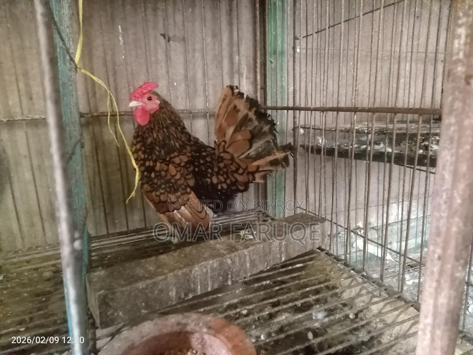 গোল্ডেন সেবরাইট নিউ রানিং
