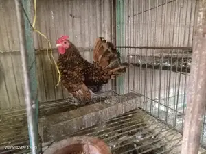 গোল্ডেন সেবরাইট নিউ রানিং